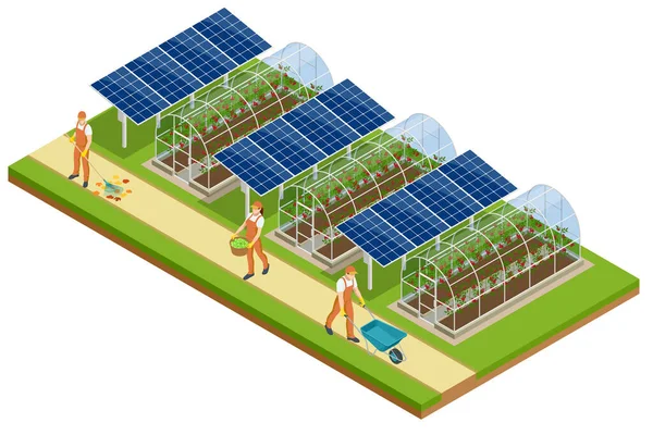 Estufa isométrica isolada em branco. A cultivar mudas em estufa. Cultivo de plantas em estufa —  Vetores de Stock