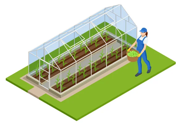 Invernadero isométrico aislado en blanco. Cultivando plántulas en invernadero. Cultivo de plantas en invernadero — Vector de stock
