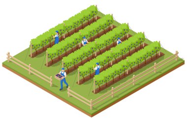 Isome üzüm hasadı, üzüm toplayan çiftçiler. Sonbaharda olgun üzümlerle donatılmış üzüm bağları. Oganik yemek ve kaliteli şarap.