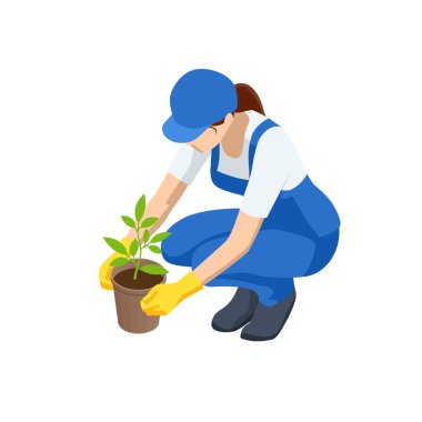 Tarım işi. Isometric tohum nakli işlemi. Bahçe aletleri kullanılarak turba saksılarına nakledilen sebze tohumları. Kadın nakil tohumları. Biyolojik ayrıştırılabilir saksılarda tohumlar