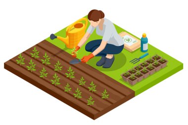 Isometric tohum nakli işlemi. Bahçe aletleri kullanılarak turba saksılarına nakledilen sebze tohumları. Kadın nakil tohumları. Biyolojik ayrıştırılabilir saksılarda tohumlar.
