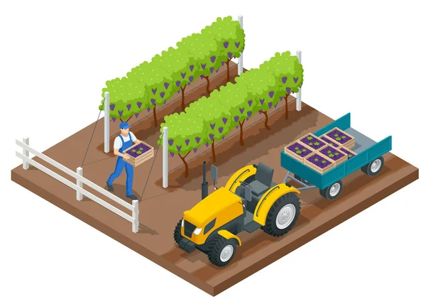 Isometric grape harvest, farmers harvesting grapes. Vineyard In Fall Harvest With Ripe Grapes. Tractor in the vineyard aftere the grapes are harvested. Oganic food and fine wine handmade — Stock Vector