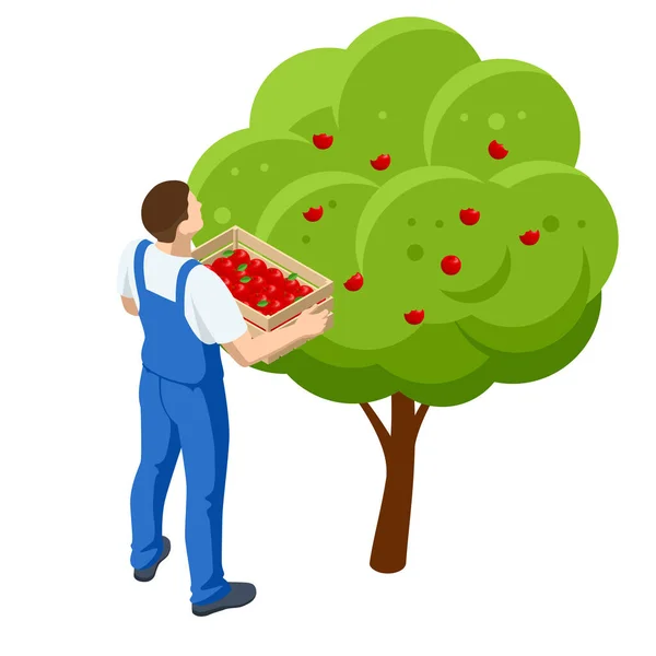 Ізометричний яблучний сад, стиглі фрукти, що звисають на гілці. Збираємо урожай яблук. Чоловік з коробкою з яблуками — стоковий вектор