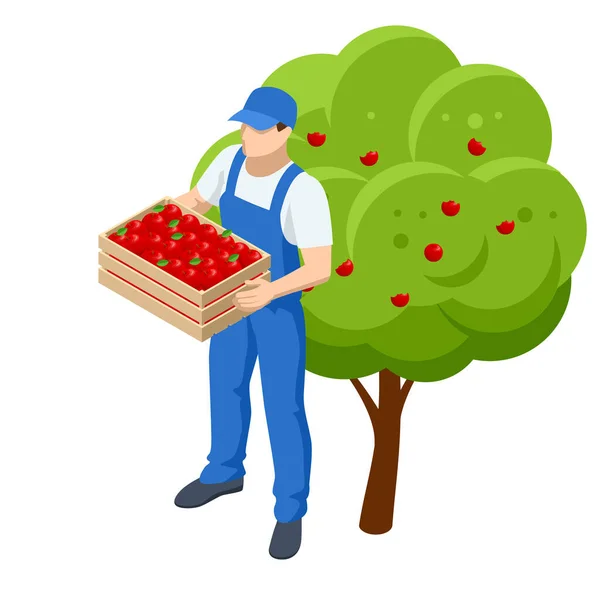 等长的苹果园,成熟的果实挂在枝头上.收集苹果的收成.一个拿着一盒苹果的男人 — 图库矢量图片