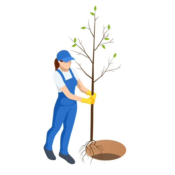 Landwirtschaftliche Arbeit. Isometrischer Community Work Day. Umweltschutzkonzept. Frau pflanzt Bäume. Frau pflanzt Obstbäume. — Stockvektor
