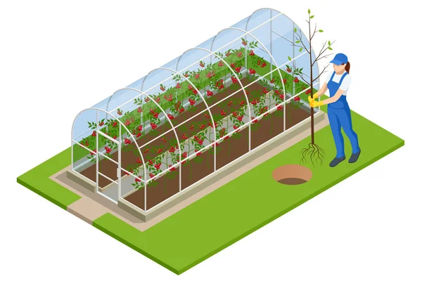 Isometric Greenhouse isolated on white. Growing seedlings in glasshouse. Plants crop in greenhouse — Stock Vector