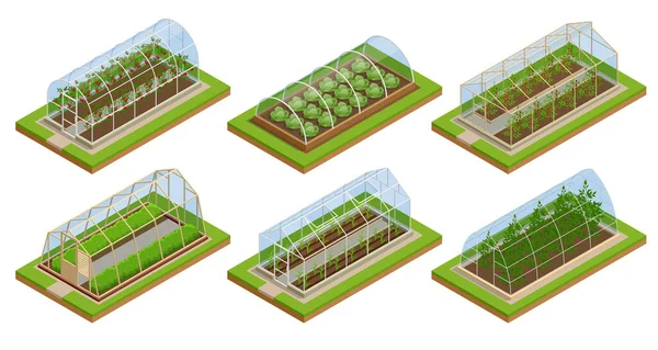 Invernadero isométrico aislado en blanco. Cultivando plántulas en invernadero. Cultivo de plantas en invernadero — Archivo Imágenes Vectoriales