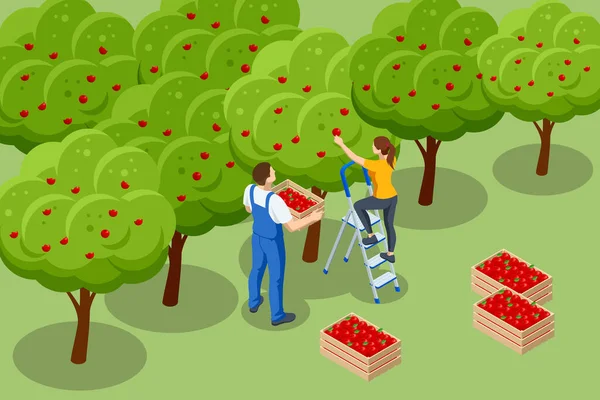 Ізометричний яблучний сад, стиглі фрукти, що звисають на гілці. Збираємо урожай яблук. Помаранчева продукція. Органічні свіжі продукти, преміум якості — стоковий вектор