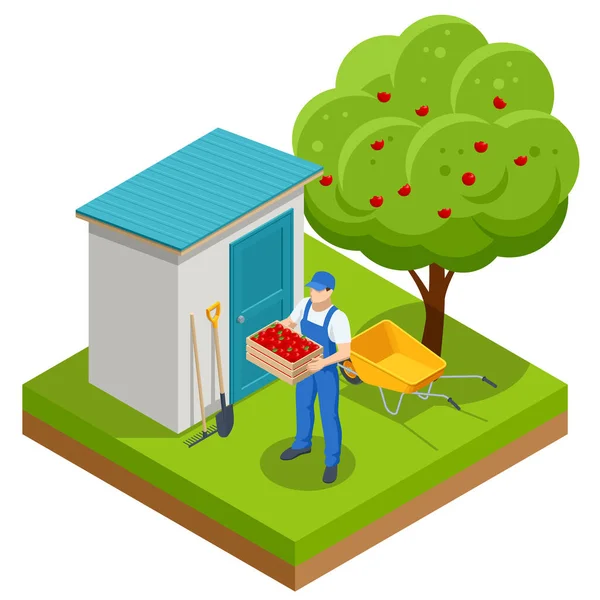 Isometrische appelboomgaard, rijp fruit hangend aan tak. Het assembleren van de appeloogst. Sinaasappelproducten. Biologische verse producten, Premium kwaliteit — Stockvector
