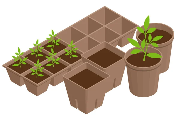 Isometric seedling transplanting process. Young vegetable seedlings of transplanting into peat pots using garden tools. Seedlings in biodegradable pots. — Stock Vector