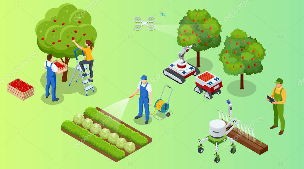 Isometric apple orchard, ripe fruits hanging on branch. Assembling the harvest of apples. Orange products. Organic Fresh Products, Premium Quality.
