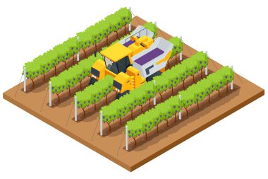 Isometric Mechanical Grape Harvester, sarmaşığı kauçuk çubuklarla döverek meyveyi konveyör bandına düşürerek meyveleri taşıyıcı kutuya koyuyor. Tarım işi