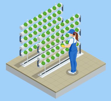 Isometric sebze hidrofonik sistemi, modern sera akıllı bitki yatakları, bahçıvanlar, hidrofonik ve uçak sistemleri. Sağlıklı gıdalar için serada organik tarım