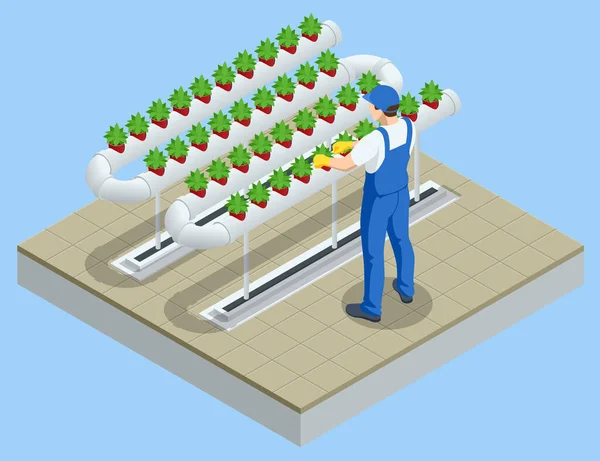 等量蔬菜水栽系统、现代温室智能植物床、园艺师、水栽系统和航空观测系统。温室中用于健康食品的有机农业 — 图库矢量图片