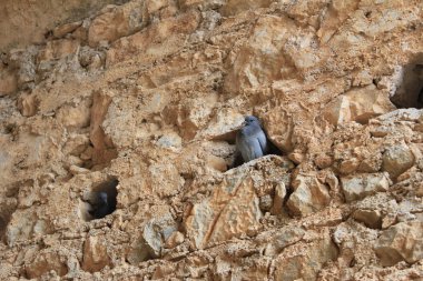 Eski harabeye güvercinler.