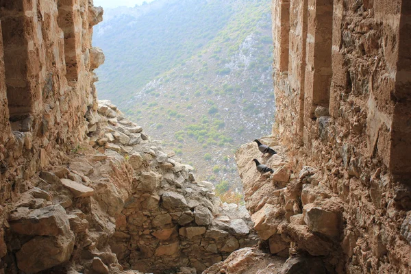 Doves in the old ruins. — Stock Photo, Image