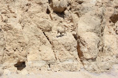 Dağlarda dağ keçisi.