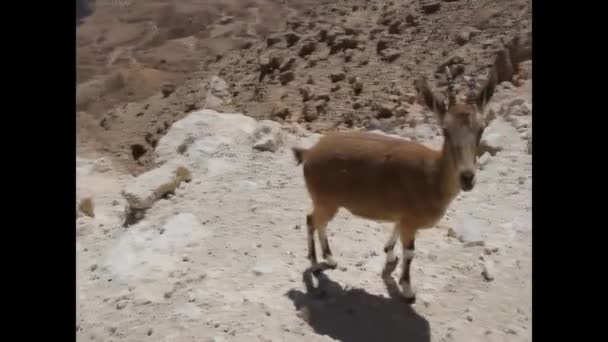 Cabras de montaña.Israel . — Vídeos de Stock