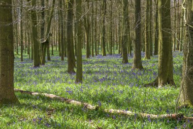 Bluebell orman bahar