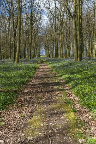 Un camino a través del bosque de arándanos en la primavera —  Fotos de Stock