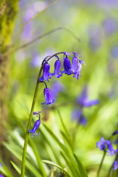 Blauglockenblumen - Nahaufnahme — Stockfoto