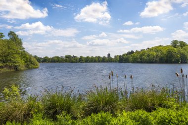  Bir göl Virginia su par, Surrey, İngiltere