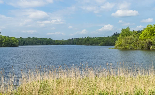  Bir göl Virginia su par, Surrey, İngiltere