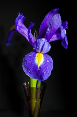 Iris çiçek - portre