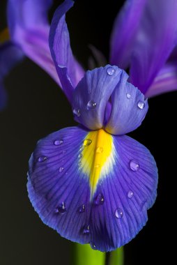 Iris çiçek - portre