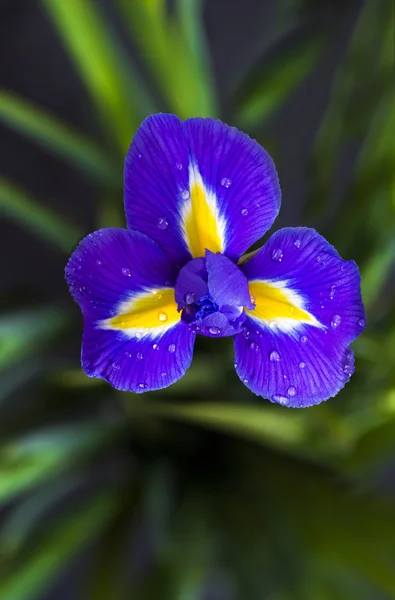 Floare Iris - closeup — Fotografie, imagine de stoc