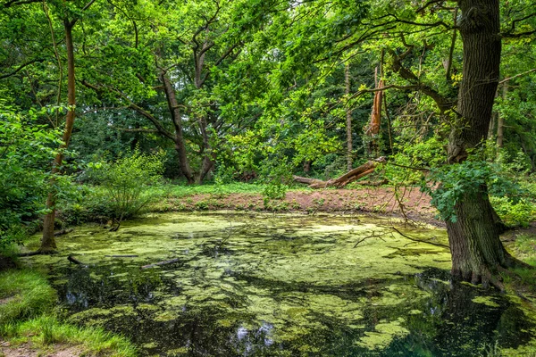 En damm i skogen — Stockfoto