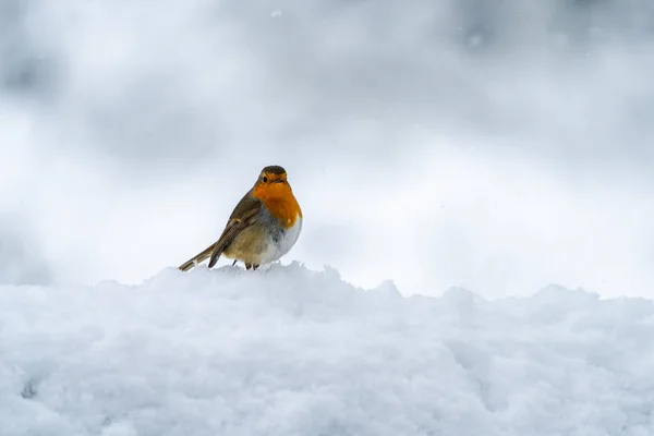 Robin Europeo Erithacus Rubecula Sobre Nieve Enfoque Selectivo — Foto de Stock