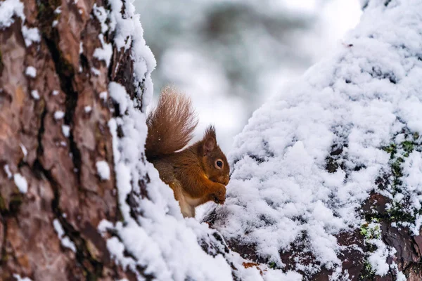 Rotes Eichhörnchen Sciurus Vulgaris Auf Schneebedecktem Holzzweig Schottischen Wald Selektiver — Stockfoto