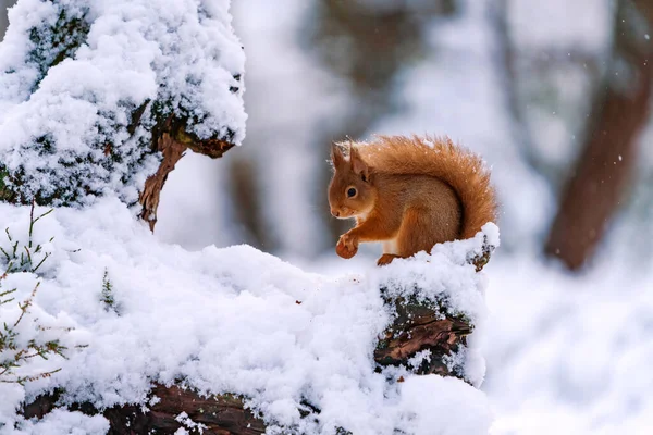 Ardilla Roja Sciurus Vulgaris Árbol Cubierto Nieve Bosque Escocés Enfoque — Foto de Stock