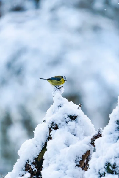 Tate Albastre Cianistes Caeruleus Zăpadă Pădurea Scoțiană Concentrare Selectivă — Fotografie, imagine de stoc