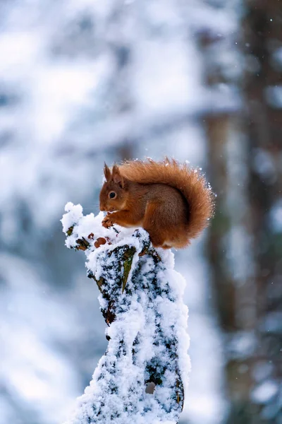 Red Squirrel Sciurus Vulgaris Snow Covered Wooden Pole Scottish Forest — Stock Photo, Image