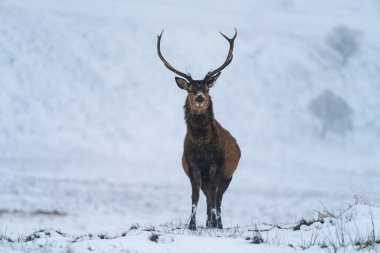 İskoçya 'da kış karında İskoç kızıl geyiği (Cervus elaphus) - seçici odak noktası
