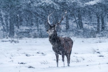 İskoçya 'da kar fırtınasında İskoç kızıl geyiği (Cervus elaphus) - seçici odak noktası