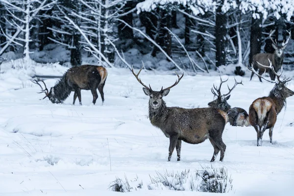 Cervos Vermelhos Escoceses Cervus Elaphus Neve Inverno Escócia Foco Seletivo — Fotografia de Stock