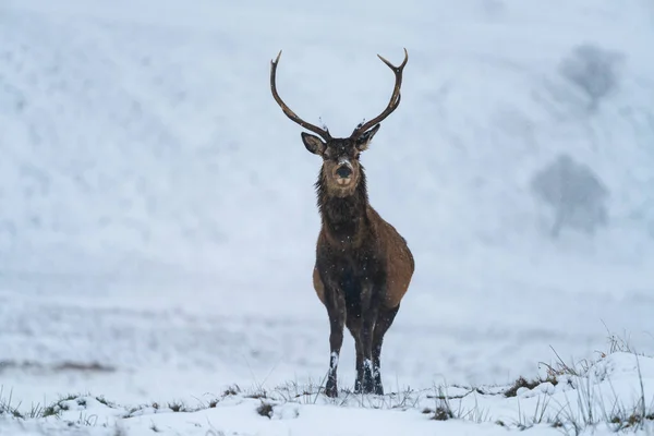 Skotský Jelen Červený Cervus Elaphus Zimním Sněhu Skotsku Selektivní Zaměření — Stock fotografie