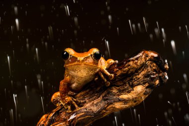 Yağmurda pürüzlü Kurbağa (Rhacophorus appendiculatus) - seçici odaklı yakın plan