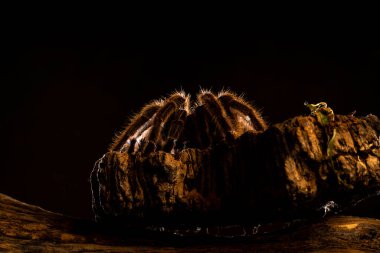 Arka ışıklandırılmış Şili saçı gül tarantulası (Grammostola rosea) - seçici odaklı yakın plan