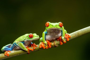 Kırmızı gözlü ağaç kurbağaları (Agalychnis callidryas) - seçici odaklı yakın plan.
