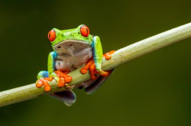 Kırmızı gözlü ağaç kurbağası (Agalychnis callidryas) - seçici odaklı yakın plan.