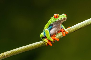 Kırmızı gözlü ağaç kurbağası (Agalychnis callidryas) - seçici odaklı yakın plan.
