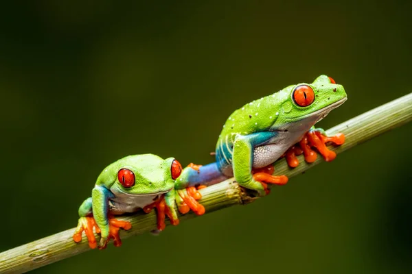 赤目のツリーカエル Agalychnis Caldryas 選択的フォーカスでクローズアップ — ストック写真