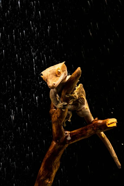 Crested Gecko Correlophus Ciliatu Chuva Close Com Foco Seletivo — Fotografia de Stock