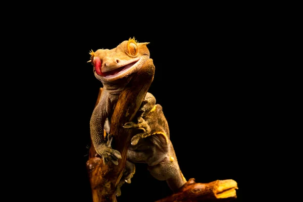 Crested Gecko Correlophus Ciliatu Close Com Foco Seletivo — Fotografia de Stock