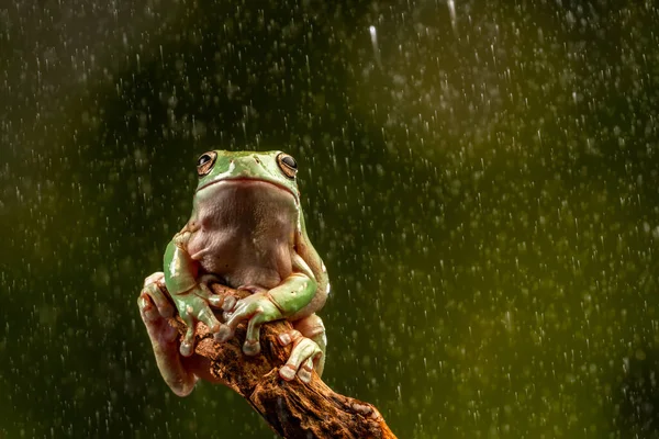 雨の中でのホワイトの木のカエル Litoria Caerulea 選択的な焦点でクローズアップ — ストック写真