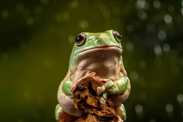 ホワイトの木のカエル Litoria Caerulea 選択的な焦点でクローズアップ — ストック写真